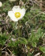 Image of Snowdrop Anemone