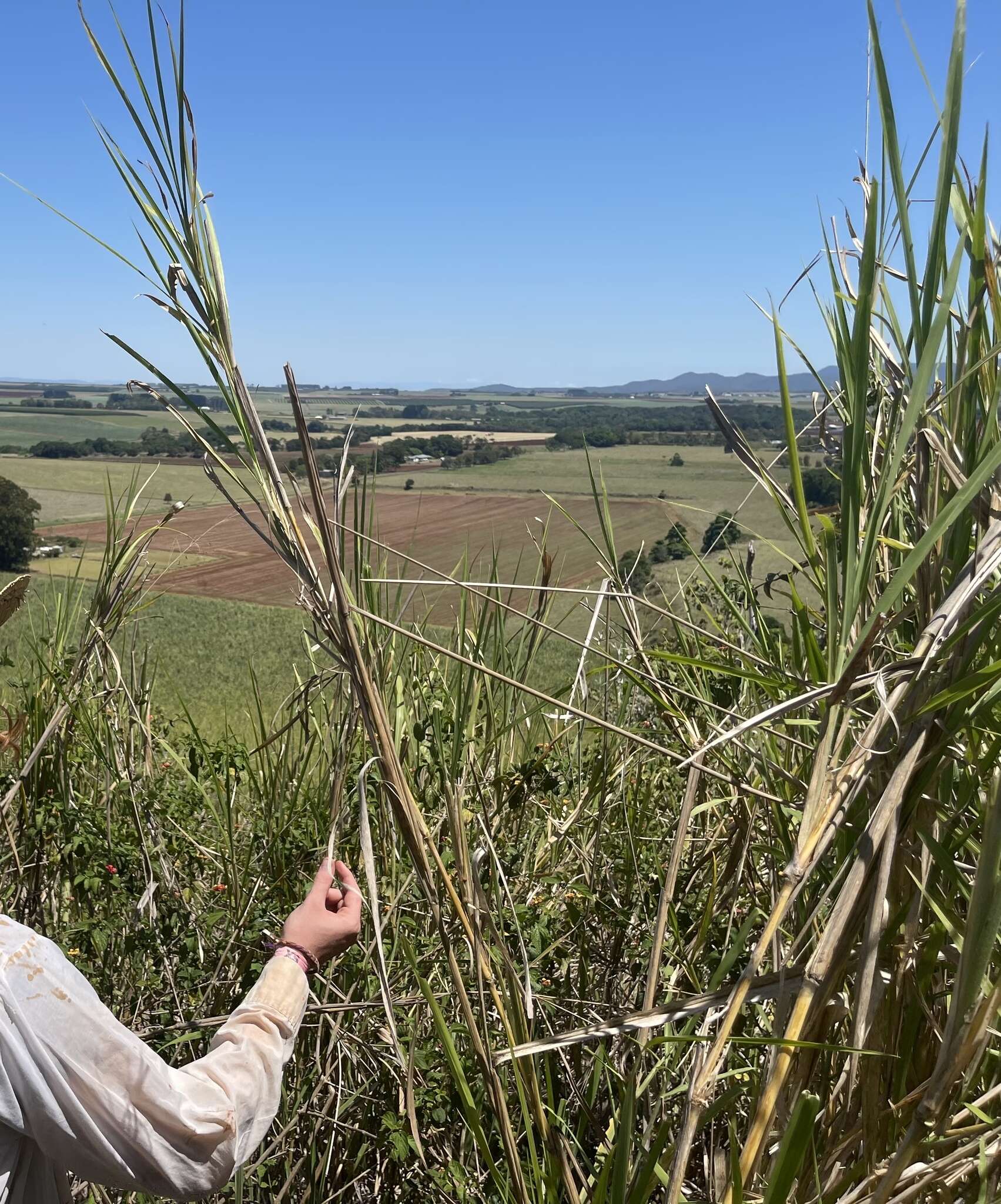 Image of bluestem