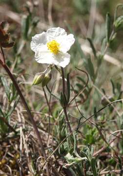 Image of White Rock-rose