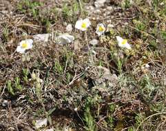 Image of White Rock-rose