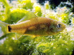 Image of Crucian Carp