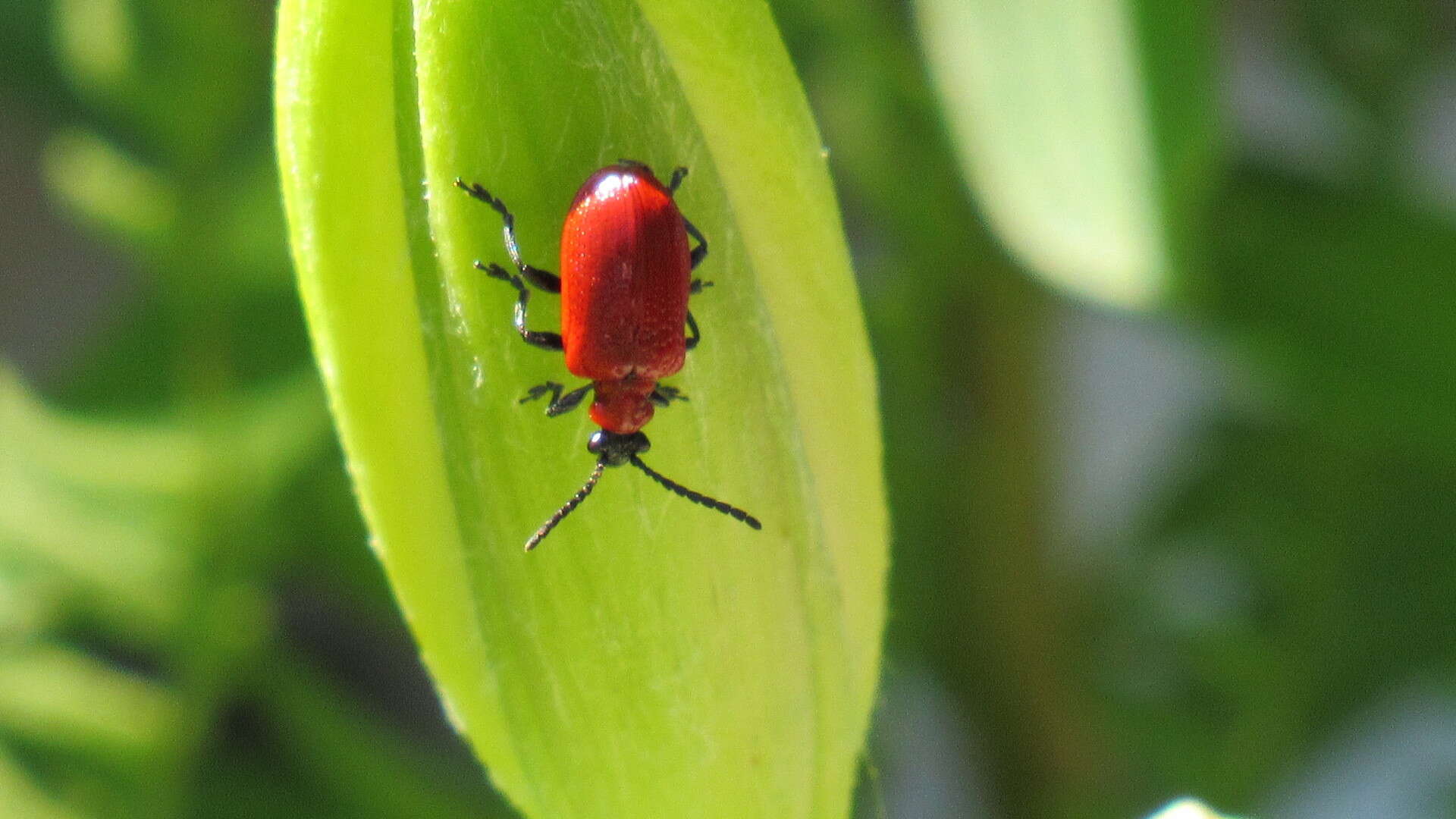 Image of Scarlet lily beetle