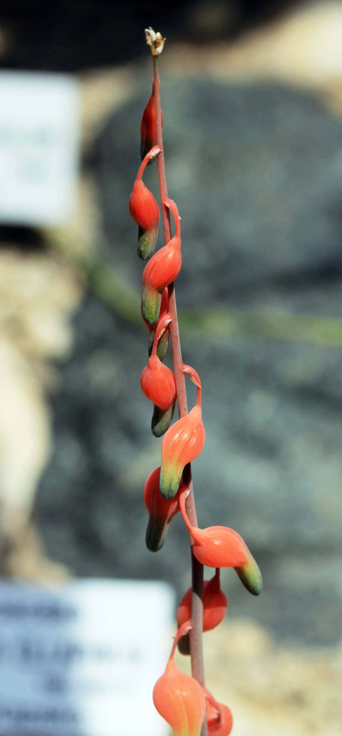 Image of Gasteria glomerata van Jaarsv.