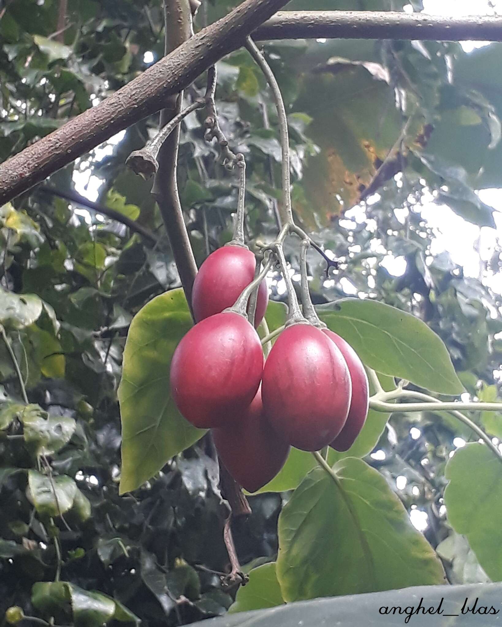 Image of Tamarillo