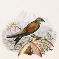Image of Tachycineta Swallows