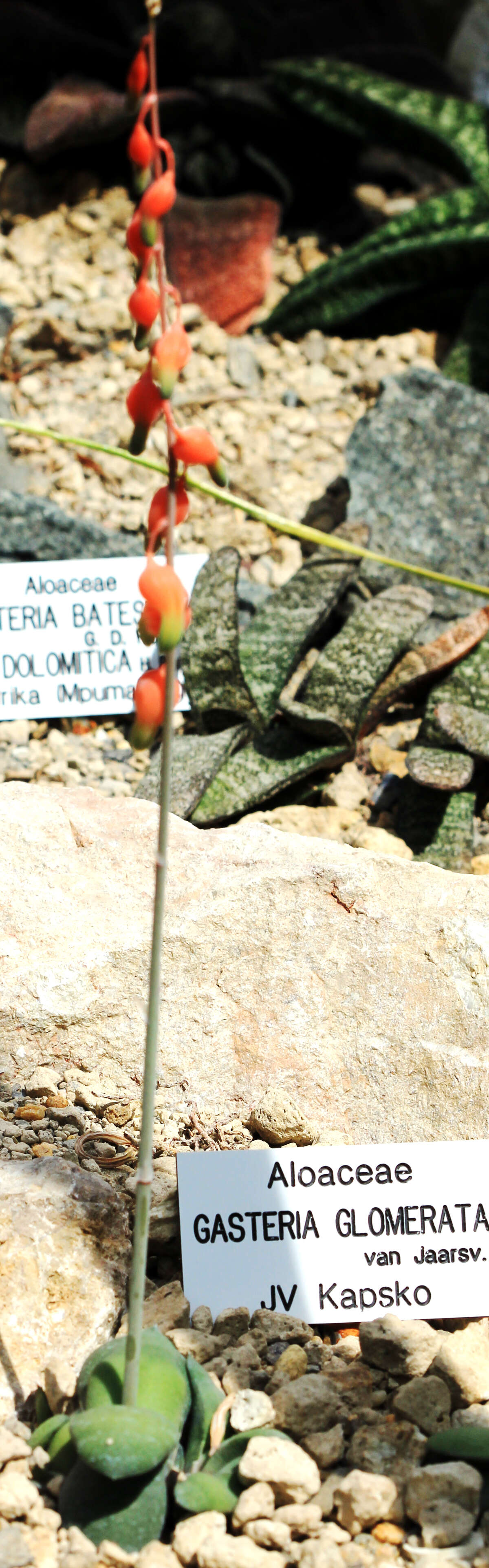 Image of Gasteria glomerata van Jaarsv.