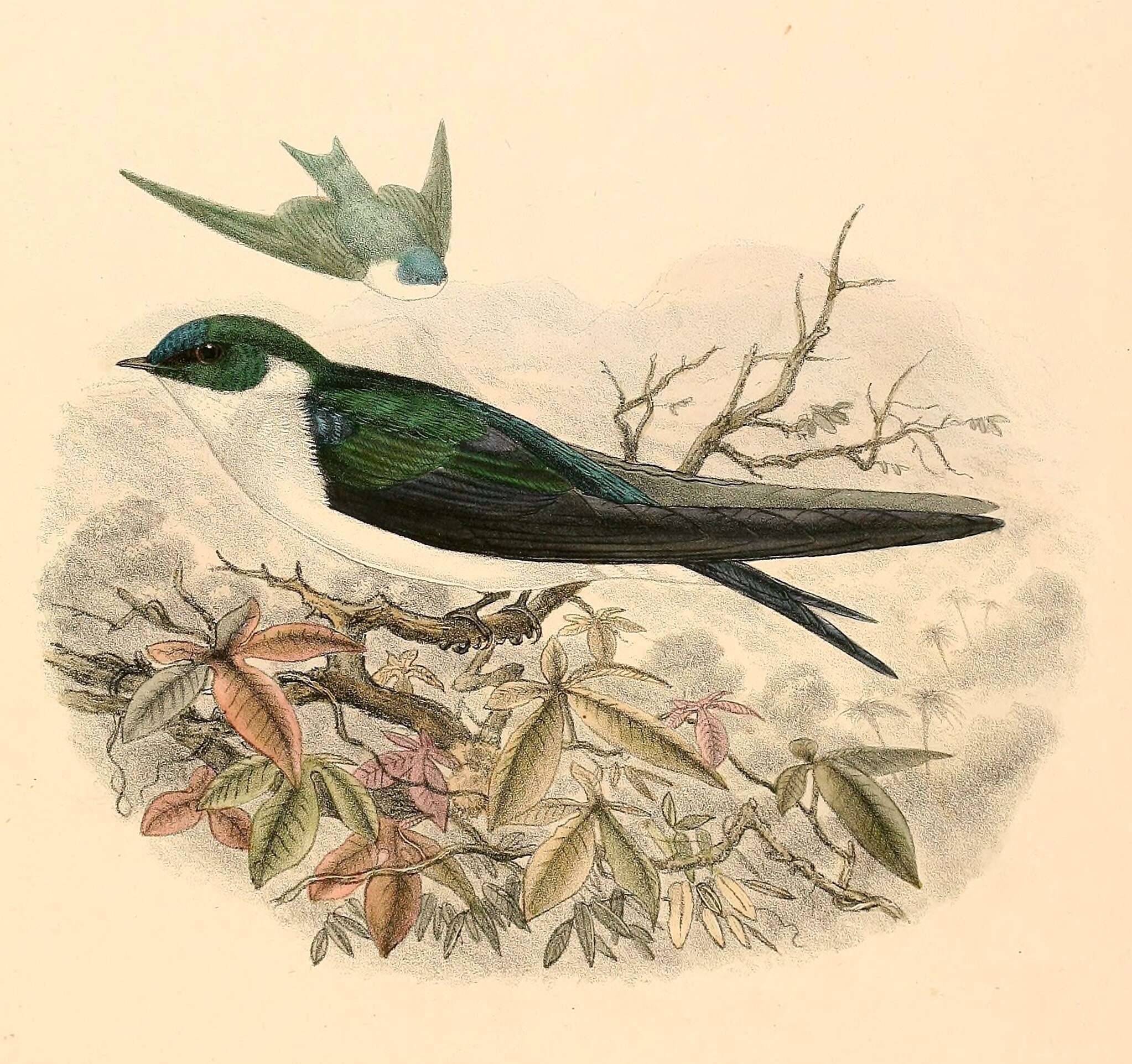 Image of Tachycineta Swallows