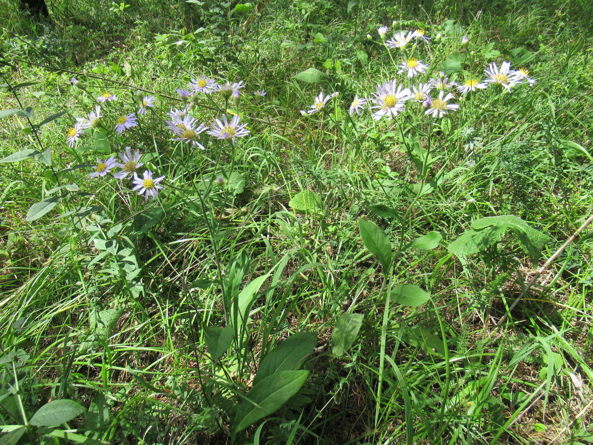 Image of Tatarian aster