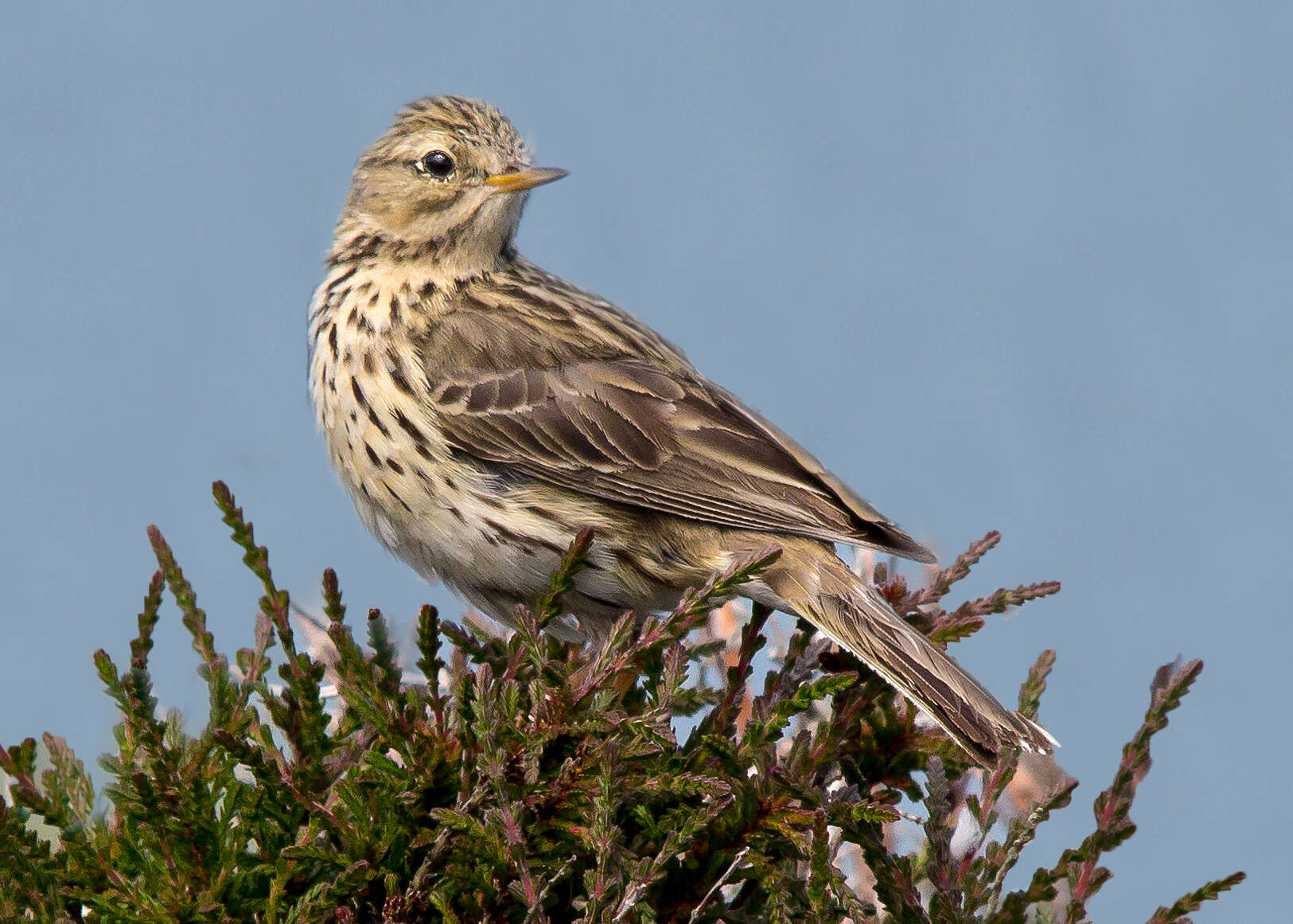 Image of Meadow Pipit