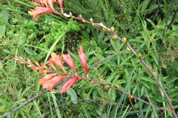 Image of Pott's Montbretia