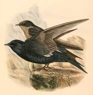 Image of Purple Martin