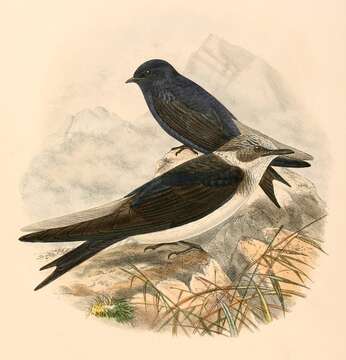 Image of Purple Martin