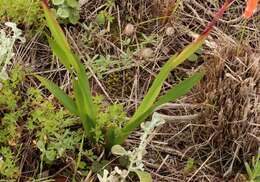 Imagem de Watsonia aletroides (Burm. fil.) Ker Gawl.