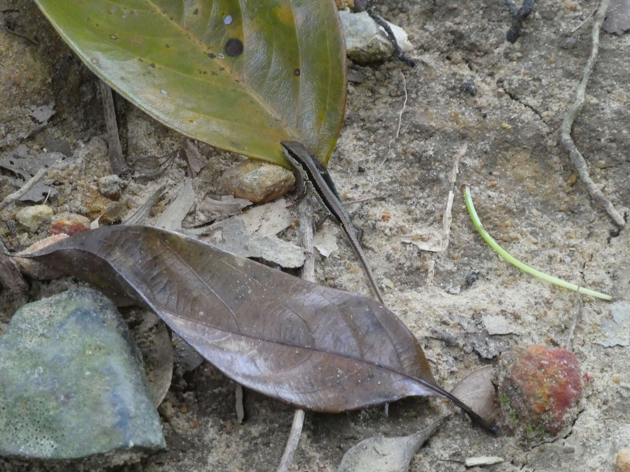 Слика од Sphenomorphus maculatus (Blyth 1853)