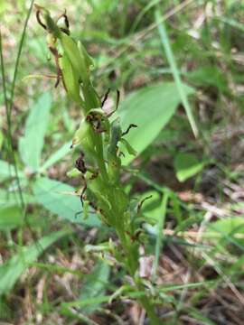 Imagem de Platanthera hookeri (Torr.) Lindl.