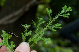 Image de Selaginella kraussiana (G. Kunze) A. Br.