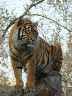 Image of Tiger