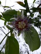 Image of Passiflora acuminata DC.