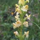 Image of Ascending Lousewort