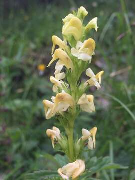 Image of Pedicularis ascendens Schleicher ex Gaudin