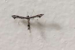 Image of Lantana plume moth