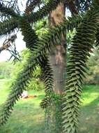 Слика од Araucaria araucana (Molina) K. Koch