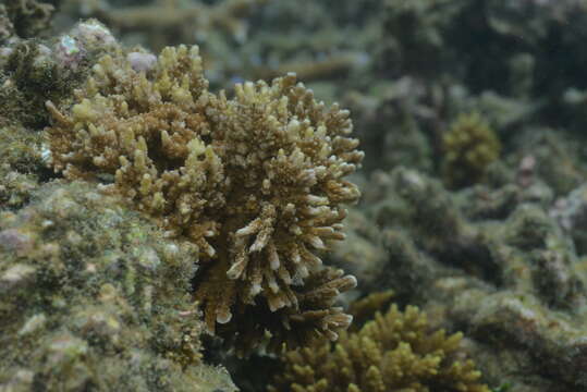 Image of pore coral