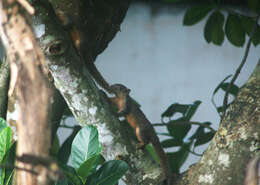 Слика од Callosciurus pygerythrus (I. Geoffroy Saint-Hilaire 1833)