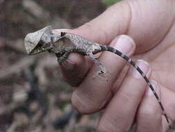 Image of Hernandez's helmeted iguana