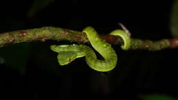 Image of <i>Trimeresurus sabahi fucatus</i>