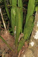 Image of long strapfern