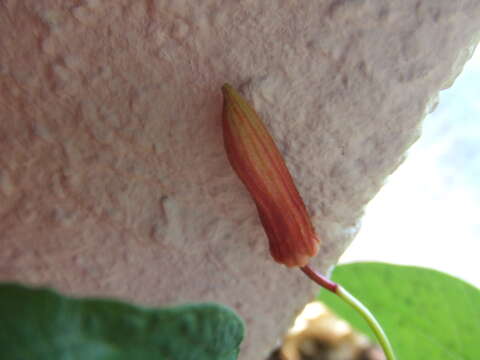 Image of Passiflora sanguinolenta Mast. & Linden