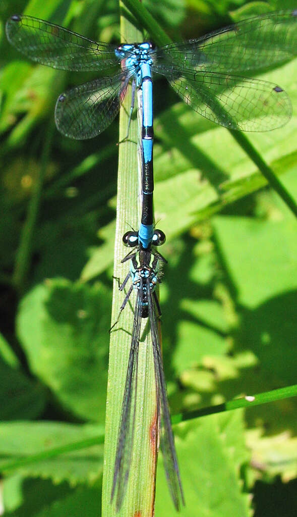 Image of Azure Bluet