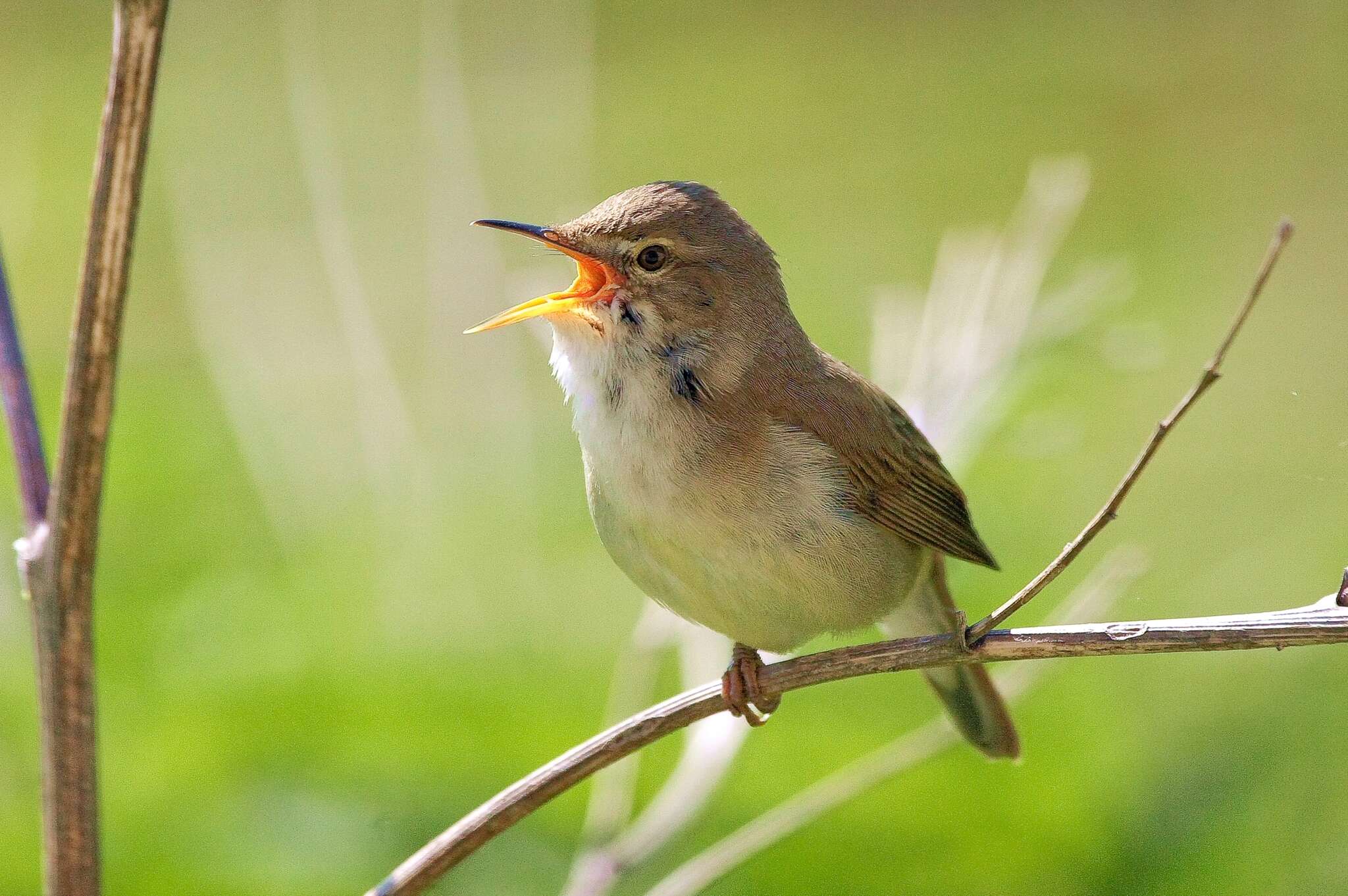 Image of Blyth's Reed Warbler