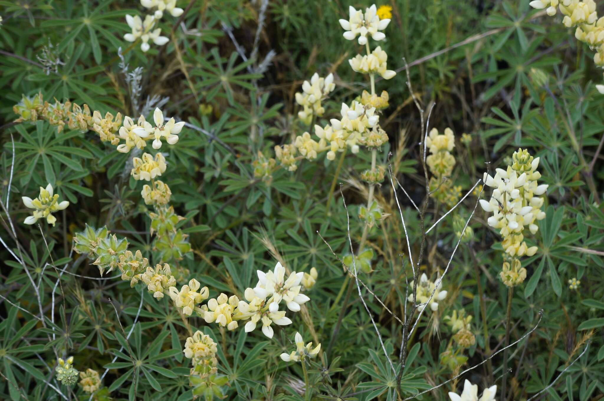 Слика од Lupinus luteolus Kellogg