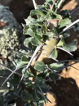 Image of Monsonia crassicaulis (S. E. A. Rehm) F. Albers