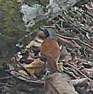 Image of White-bellied Antbird