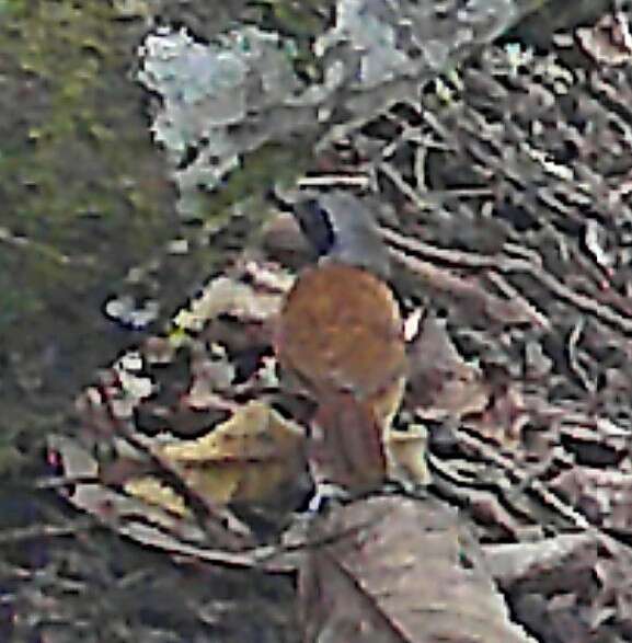 Image of White-bellied Antbird