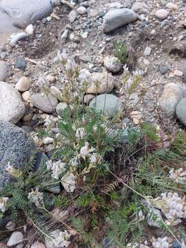 Image of Oxytropis baicalia (Pall.) Pers.