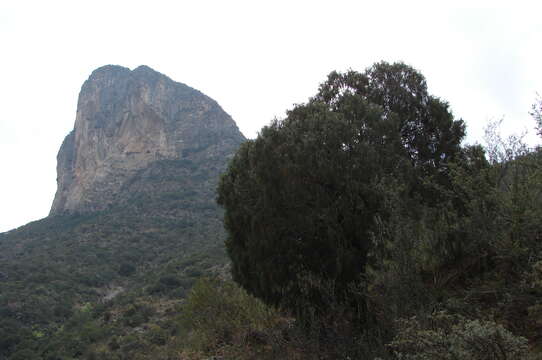 Image of Drooping Juniper