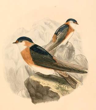 Petrochelidon rufocollaris (Peale 1849) resmi