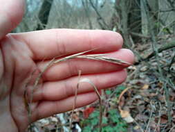 Image of Brachypodium sylvaticum subsp. sylvaticum