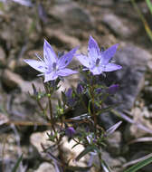 Image of Swertia pseudochinensis Hara