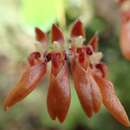 Слика од Bulbophyllum albociliatum (Tang S. Liu & H. Y. Su) K. Nakaj.