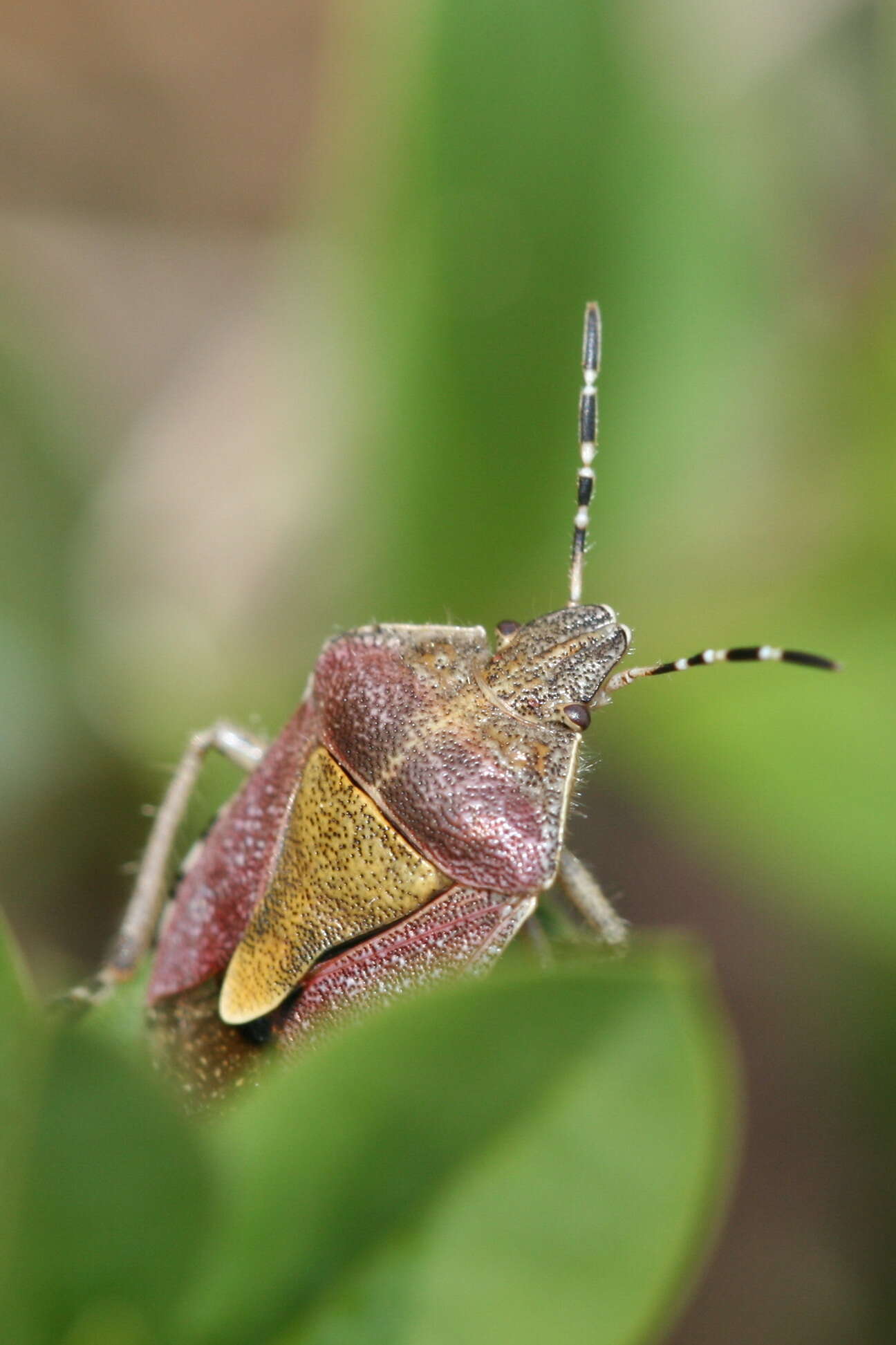 Image of sloe bug