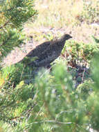 Image of Dusky Grouse