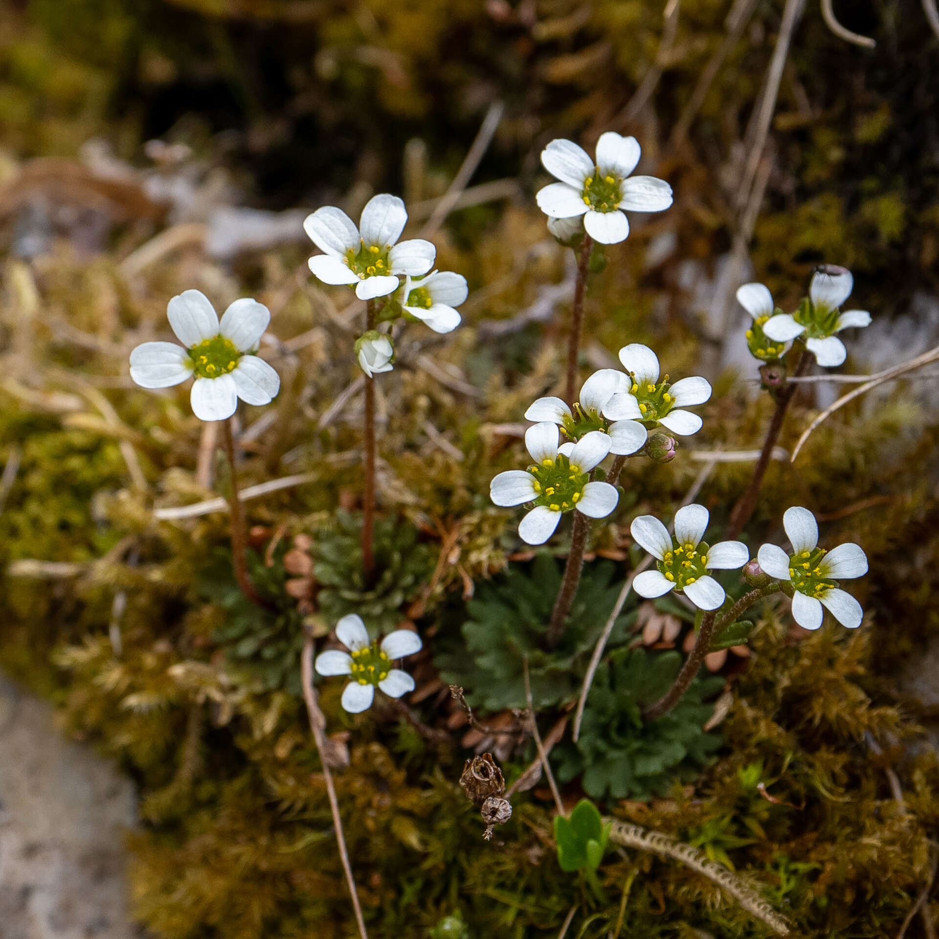 Image of Saxifraga wahlenbergii Ball