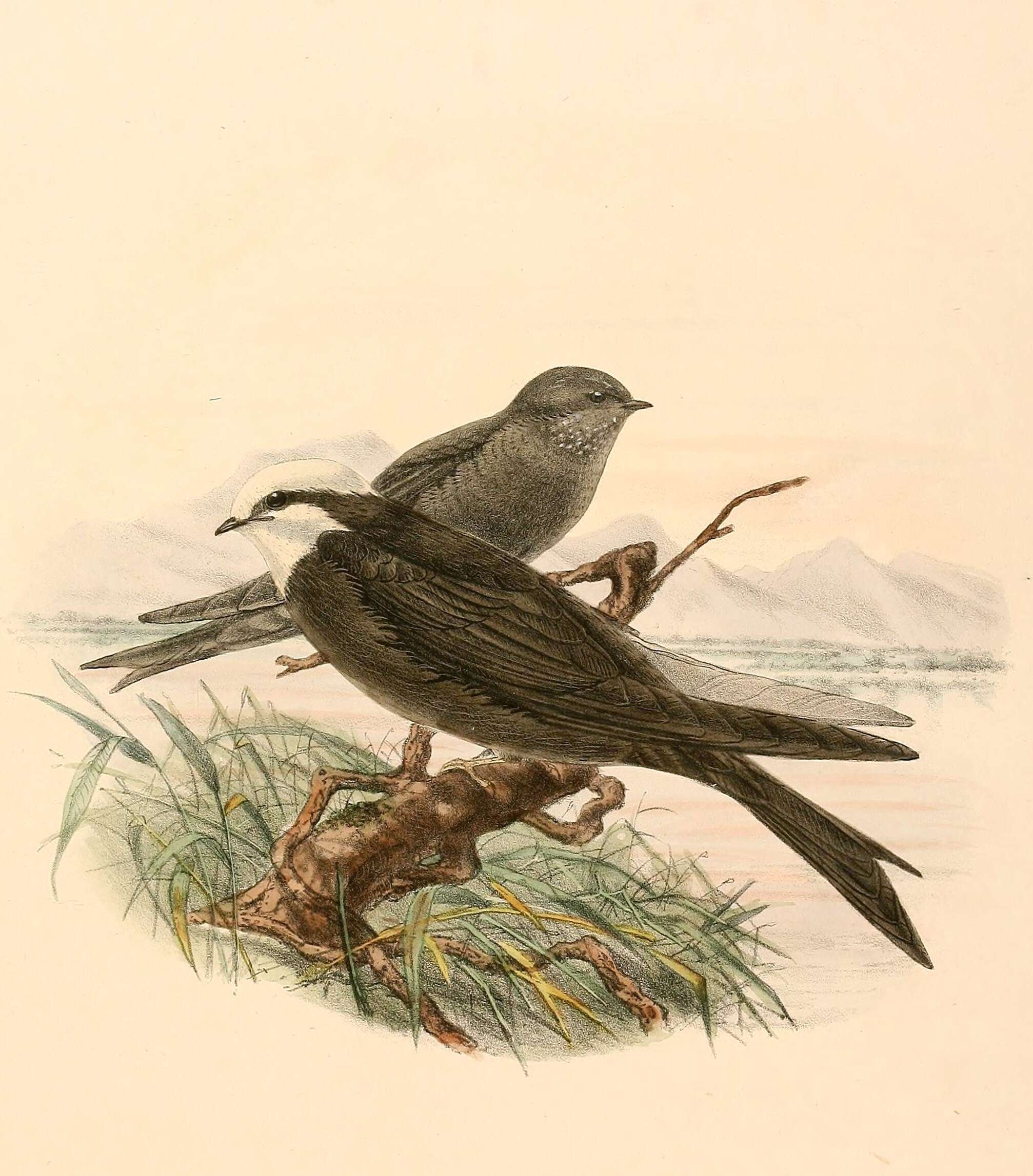 Psalidoprocne albiceps Sclater & PL 1864 resmi