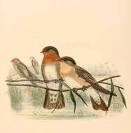 صورة Stelgidopteryx ruficollis (Vieillot 1817)