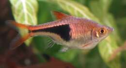 Image of Harlequin rasbora